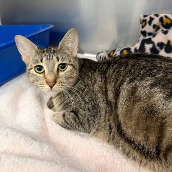 Domestic Short Hair Cats Available for Adoption in Spokane, Washington - Tarot | PetCurious