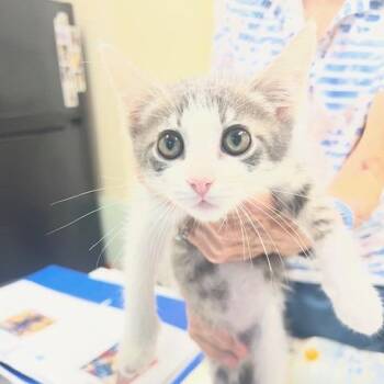 Oliver -  Domestic Short Hair Cat for Adoption in Lake Panasoffkee, Florida - Oliver | PetCurious
