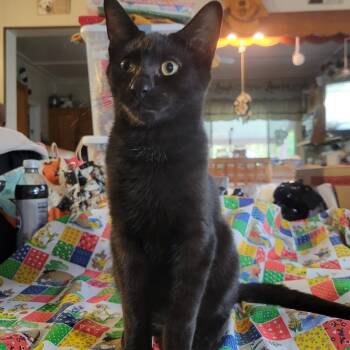 Rescue Domestic Short Hair Cats for Adoption in East Amherst, New York - Jaq | PetCurious