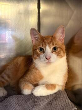 Shrimp Fried Rice -  Domestic Short Hair Cat for Adoption in Fall River, Massachusetts - Shrimp Fried Rice | PetCurious