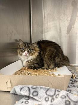 BABY LION -  Domestic Short Hair Cat for Adoption in Indianapolis, Indiana - BABY LION | PetCurious