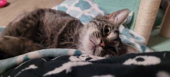 Rescue Tabby Cats for Adoption in Grand Rapids, Michigan - Bianca Pepper | PetCurious