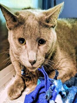 BUDDY -  Domestic Short Hair Cat for Adoption in St. Louis, Missouri - BUDDY | PetCurious
