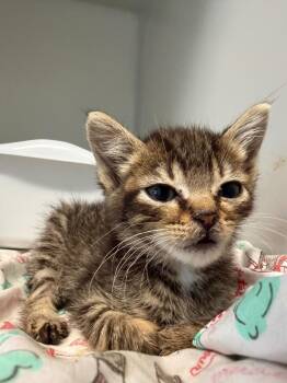 Tiramisu -  Domestic Short Hair Cat for Adoption in Pomona, New York - Tiramisu | PetCurious