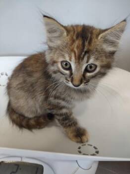 Amulet -  Domestic Medium Hair Cat for Adoption in Cleveland, Tennessee - Amulet | PetCurious