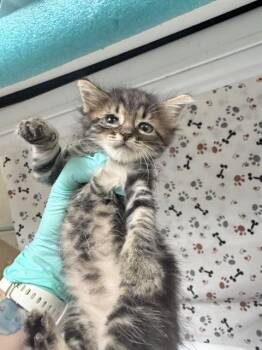 A1933588 -  Domestic Short Hair Cat for Adoption in Riverside, California - A1933588 | PetCurious
