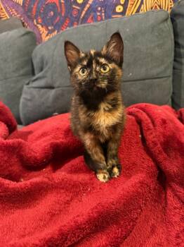 Rescue Domestic Short Hair Cats for Adoption in Millcreek, Utah - Ember | PetCurious