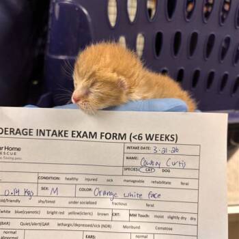 Cowboy Curtis -  Domestic Medium Hair Cat for Adoption in Tempe, Arizona - Cowboy Curtis | PetCurious