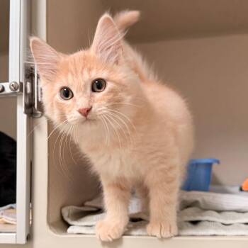 Ducky -  Domestic Long Hair Cat for Adoption in Great Falls, Montana - Ducky | PetCurious