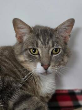 Sheldon -  Domestic Short Hair Cat for Adoption in Huntington, Indiana - Sheldon | PetCurious