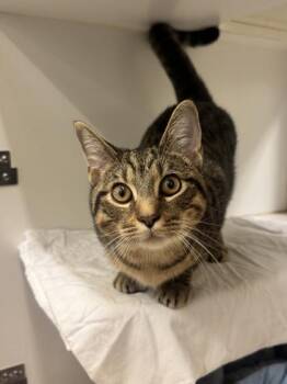 Ash -  Domestic Short Hair Cat for Adoption in Vero Beach, Florida - Ash | PetCurious