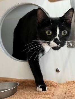Little Miss Oreo -  Domestic Short Hair Cat for Adoption - Little Miss Oreo | PetCurious