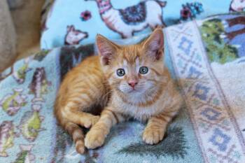 Cedar -  Domestic Short Hair Cat for Adoption in Urbana, Ohio - Cedar | PetCurious