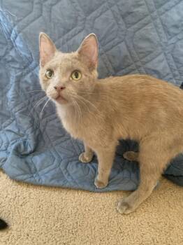 Domestic Short Hair Cats Available for Adoption in Denver, Colorado - Sable | PetCurious