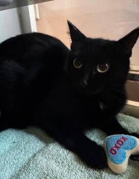 Rescue Domestic Short Hair Cats for Adoption in Hutchinson, Minnesota - Black Pearl | PetCurious