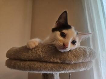Nova -  Domestic Short Hair Cat for Adoption in Chicago, Illinois - Nova | PetCurious