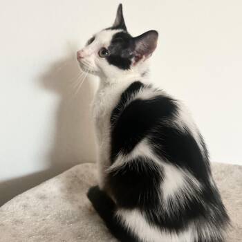 Rescue Domestic Short Hair Cats for Adoption in South Houston, Texas - Marshmallow | PetCurious