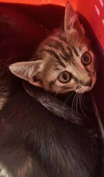 Pearl -  Domestic Short Hair Cat for Adoption in Thatcher, Arizona - Pearl | PetCurious