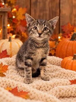Dean -  Tabby Cat for Adoption in Tehachapi, California - Dean | PetCurious