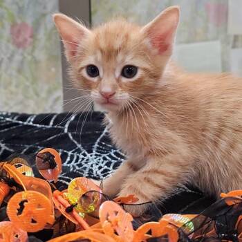 Rescue Domestic Short Hair Cats for Adoption in Lynchburg, Virginia - Pelleas | PetCurious