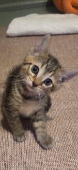 Rose -  Domestic Short Hair Cat for Adoption in Saint Charles, Missouri - Rose | PetCurious