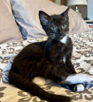 Bonnie -  Domestic Short Hair Cat for Adoption in Kimberlin Heights, Tennessee - Bonnie | PetCurious