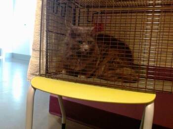 Domestic Long Hair Cats Available for Adoption - MADDIE | PetCurious