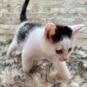 Paedon -  Domestic Short Hair Cat for Adoption in Lexington, Kentucky - Paedon | PetCurious