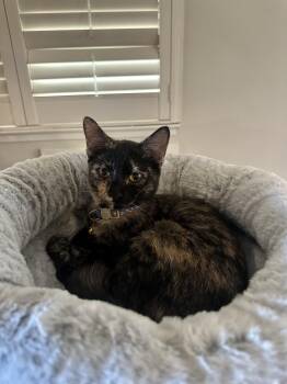 Harriet -  Tortoiseshell Cat for Adoption in Crockett, California - Harriet | PetCurious