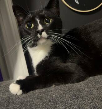 Rescue Domestic Short Hair Cats for Adoption in Trenton, New Jersey - Phoenix | PetCurious