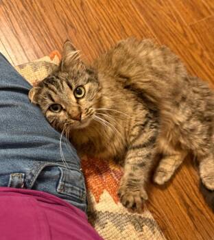 Domestic Long Hair Cats Available for Adoption - Mrs. Fuzzy | PetCurious