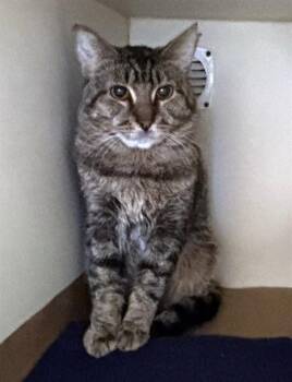 Domestic Short Hair Cats Available for Adoption - ECLIPSE | PetCurious