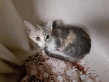 Cinnamon -  Calico Cat for Adoption in Deltona, Florida - Cinnamon | PetCurious