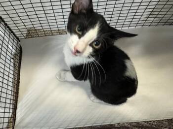 MR.GIGGLES -  Domestic Short Hair Cat for Adoption in Doral, Florida - MR.GIGGLES | PetCurious