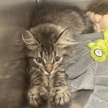 Cutie Pie -  Domestic Long Hair Cat for Adoption in Newark, New Jersey - Cutie Pie | PetCurious