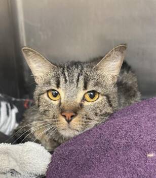 Rescue Domestic Long Hair and Domestic Short Hair Cats for Adoption in Albuquerque, New Mexico - HOUDINI | PetCurious