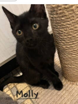 Rescue Domestic Short Hair Cats for Adoption in Longwood, Florida - Molly | PetCurious