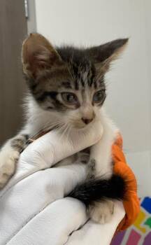 SPRITE -  Domestic Short Hair Cat for Adoption in Baytown, Texas - SPRITE | PetCurious
