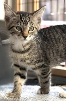 Chrissie -  Domestic Short Hair Cat Available for Adoption in Ventura, California - Chrissie | PetCurious