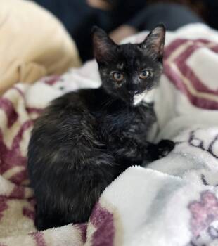 Truffle -  Domestic Short Hair Cat for Adoption in Lake Monroe, Florida - Truffle | PetCurious
