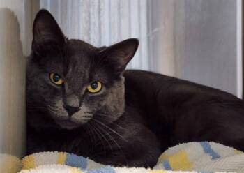 STILTON -  Domestic Short Hair Cat for Adoption in Colorado Springs, Colorado - STILTON | PetCurious