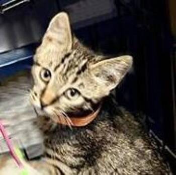 Alex Ewadar -  Domestic Short Hair and Tabby Cat for Adoption in Chandler, Arizona - Alex Ewadar | PetCurious