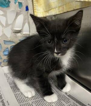 ZITI -  Domestic Short Hair Cat for Adoption in Pensacola, Florida - ZITI | PetCurious