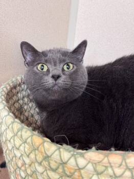 Poppy -  Domestic Short Hair Cat for Adoption in Hackensack, Minnesota - Poppy | PetCurious