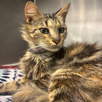 Iris -  Domestic Medium Hair Cat for Adoption in Lakeland, Florida - Iris | PetCurious