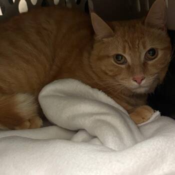 Popcorn -  Domestic Short Hair Cat for Adoption in Fairport, New York - Popcorn | PetCurious
