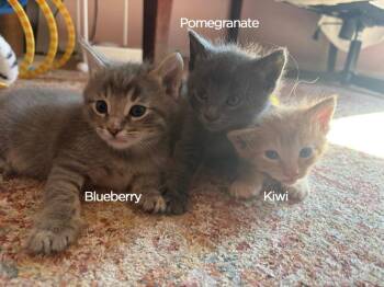Pomegranate -  Domestic Medium Hair Cat for Adoption in Libertyville, Illinois - Pomegranate | PetCurious