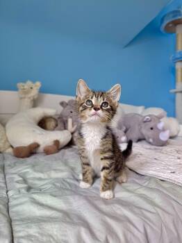 Domestic Short Hair Cats Available for Adoption in Ramsey, New Jersey - Meadow  | PetCurious