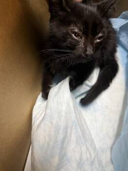A379241 -  Domestic Long Hair Cat for Adoption in Stockton, California - A379241 | PetCurious