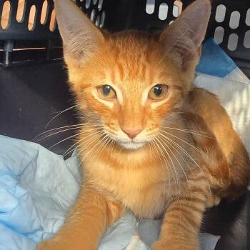 Delgadino OR14568-T -  Domestic Short Hair Cat for Adoption in Missouri City, Texas - Delgadino OR14568-T | PetCurious